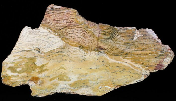 Strelley Pool Stromatolite Slice - Billion Years Old #50746